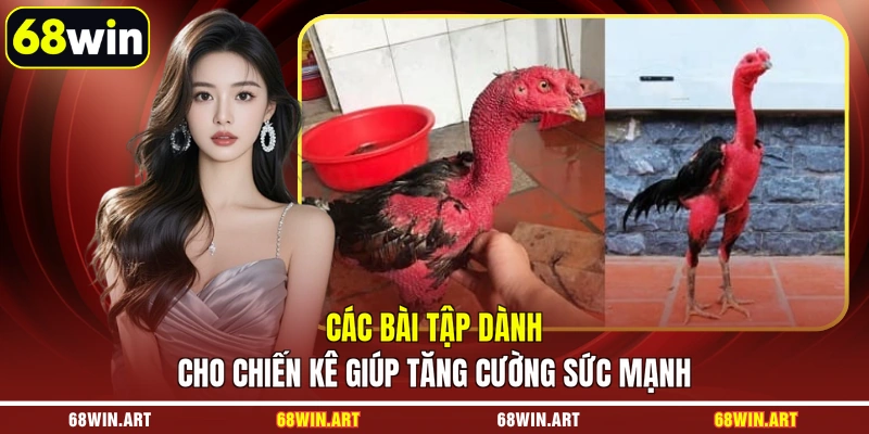 Các bài tập dành cho chiến kê giúp tăng cường sức mạnh