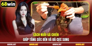 cách nuôi gà chiến