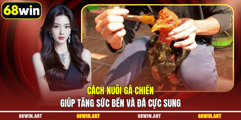 cách nuôi gà chiến
